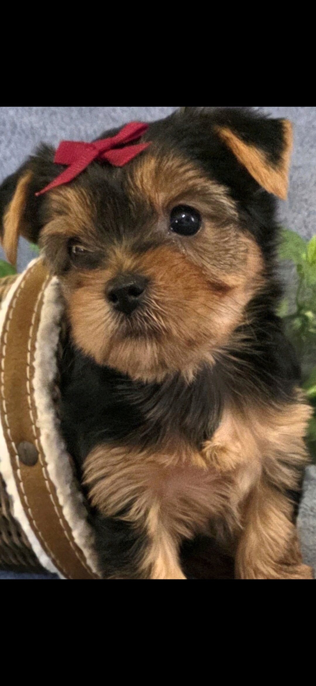 Akc yorkie image 1
