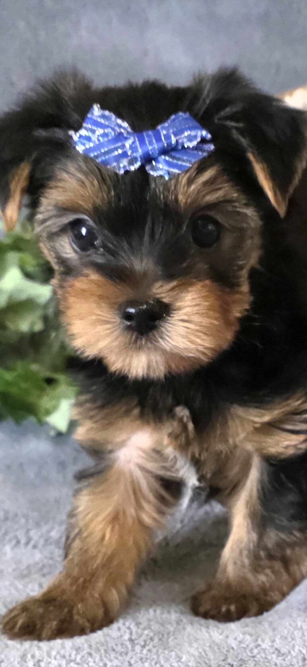 AkC male yorkie image 1