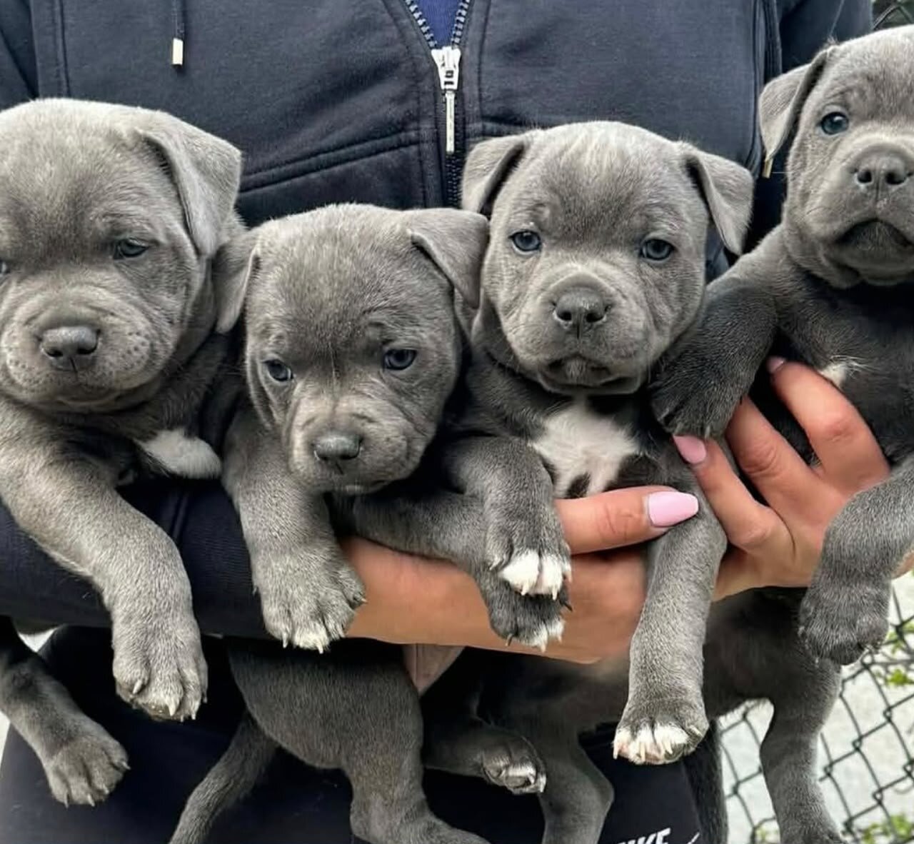 Blue Nose Pitbull Pups available image 1