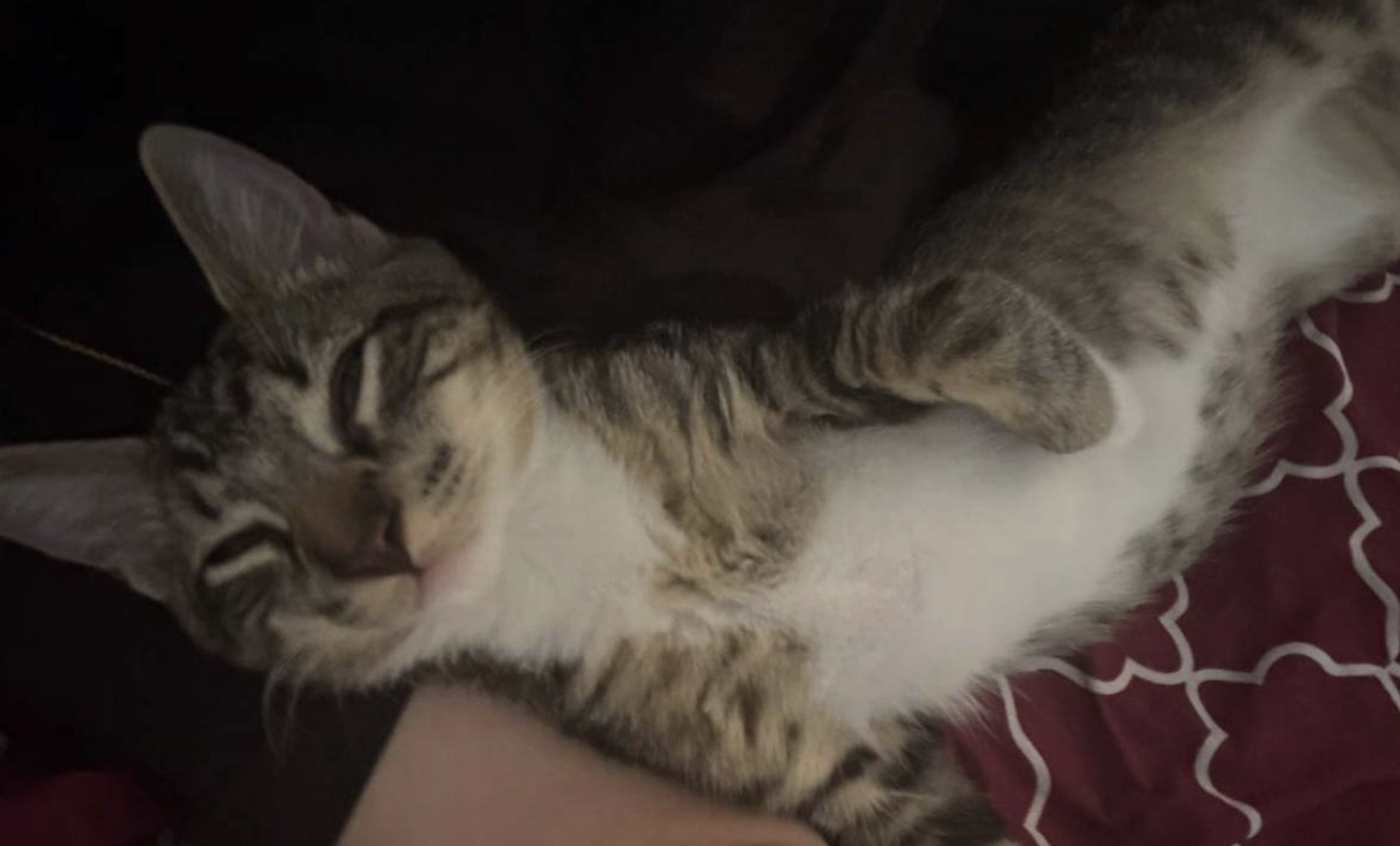 4-5 Month old Kitten image 1