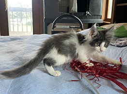 CFA Registered Maine Coon Kittens image 10