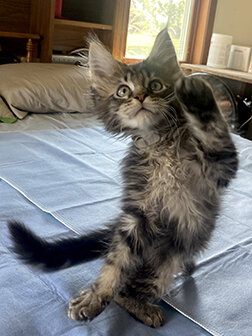 CFA Registered Maine Coon Kittens image 1