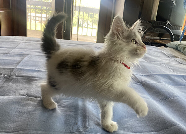CFA Registered Maine Coon Kittens image 2