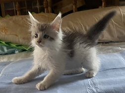 CFA Registered Maine Coon Kittens image 3