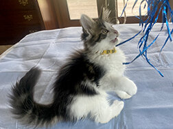 CFA Registered Maine Coon Kittens image 4