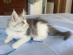 CFA Registered Maine Coon Kittens image 5