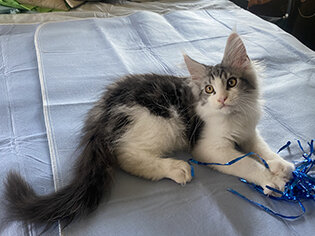 CFA Registered Maine Coon Kittens image 6