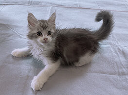 CFA Registered Maine Coon Kittens image 7