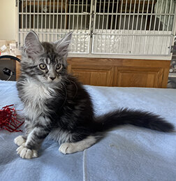 CFA Registered Maine Coon Kittens image 8