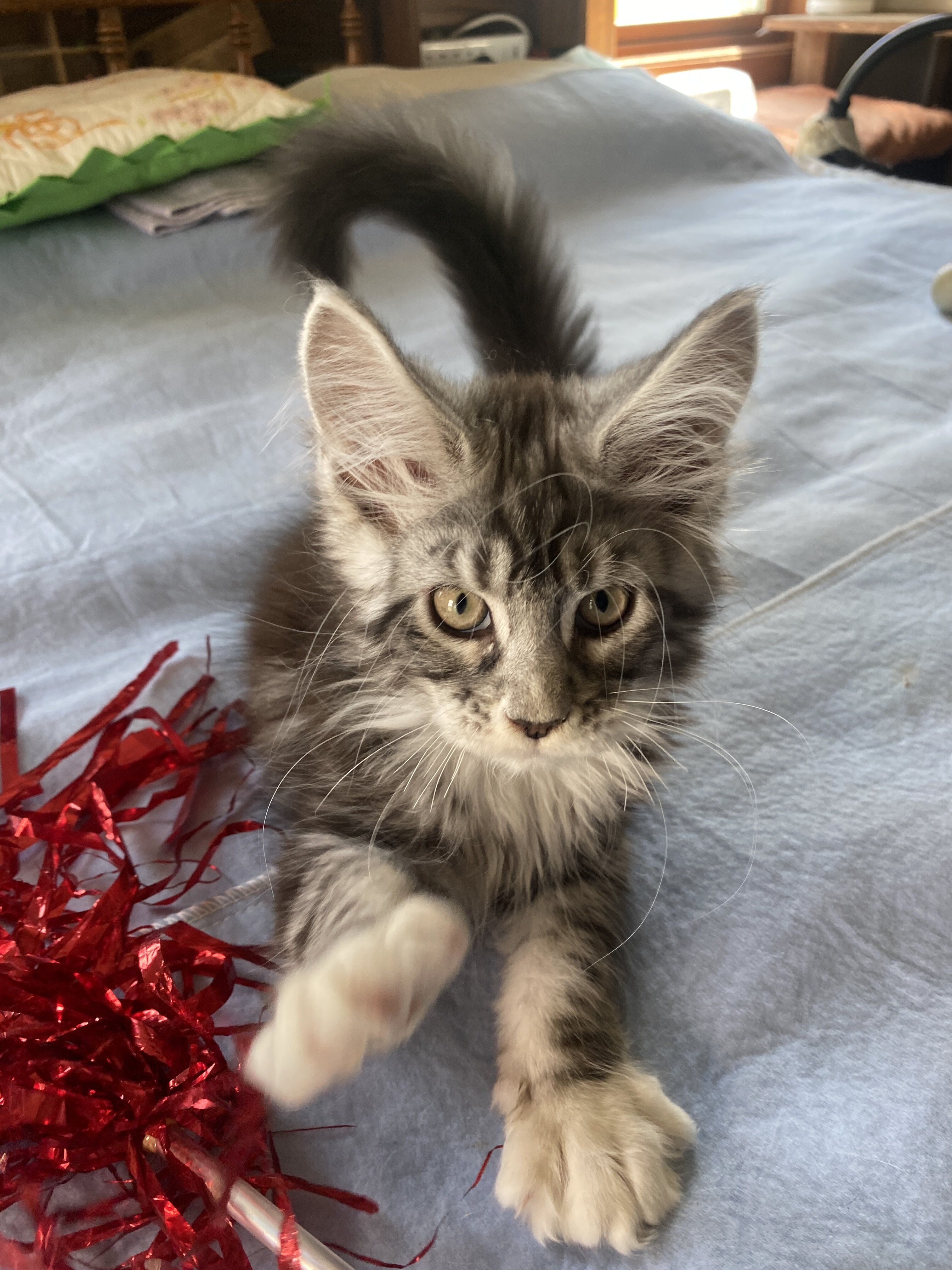 CFA Registered Maine Coon Kittens image 9