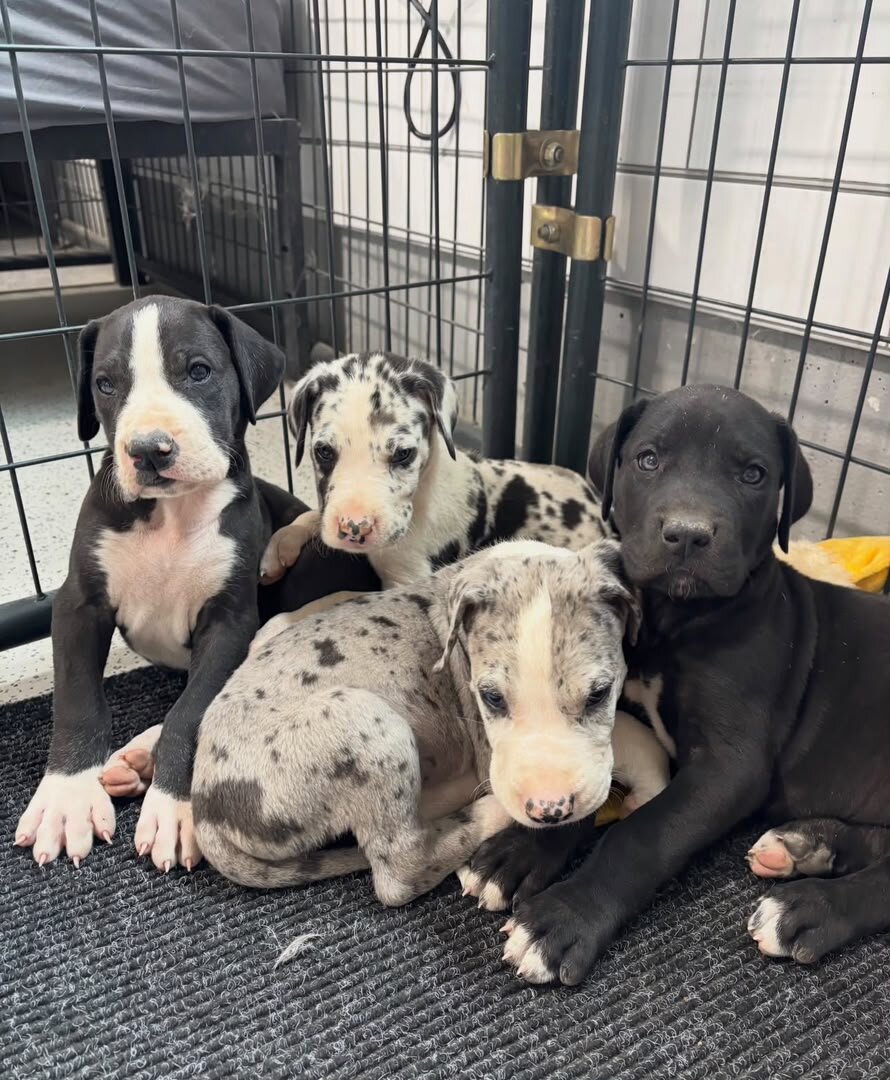 Fabulous Great Dane Puppies Pups image 1