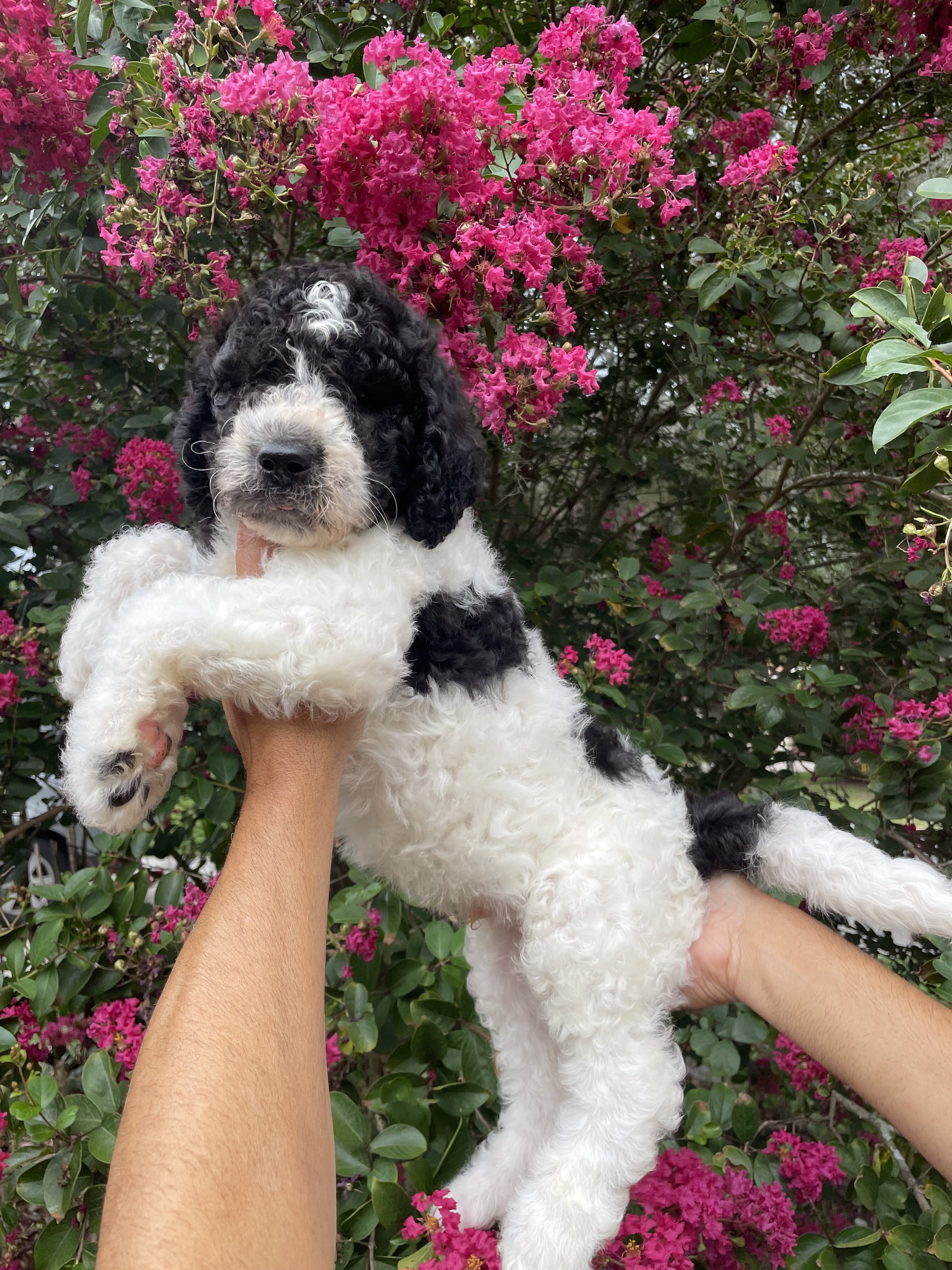 F3 Goldendoodles teddy bear look image 9