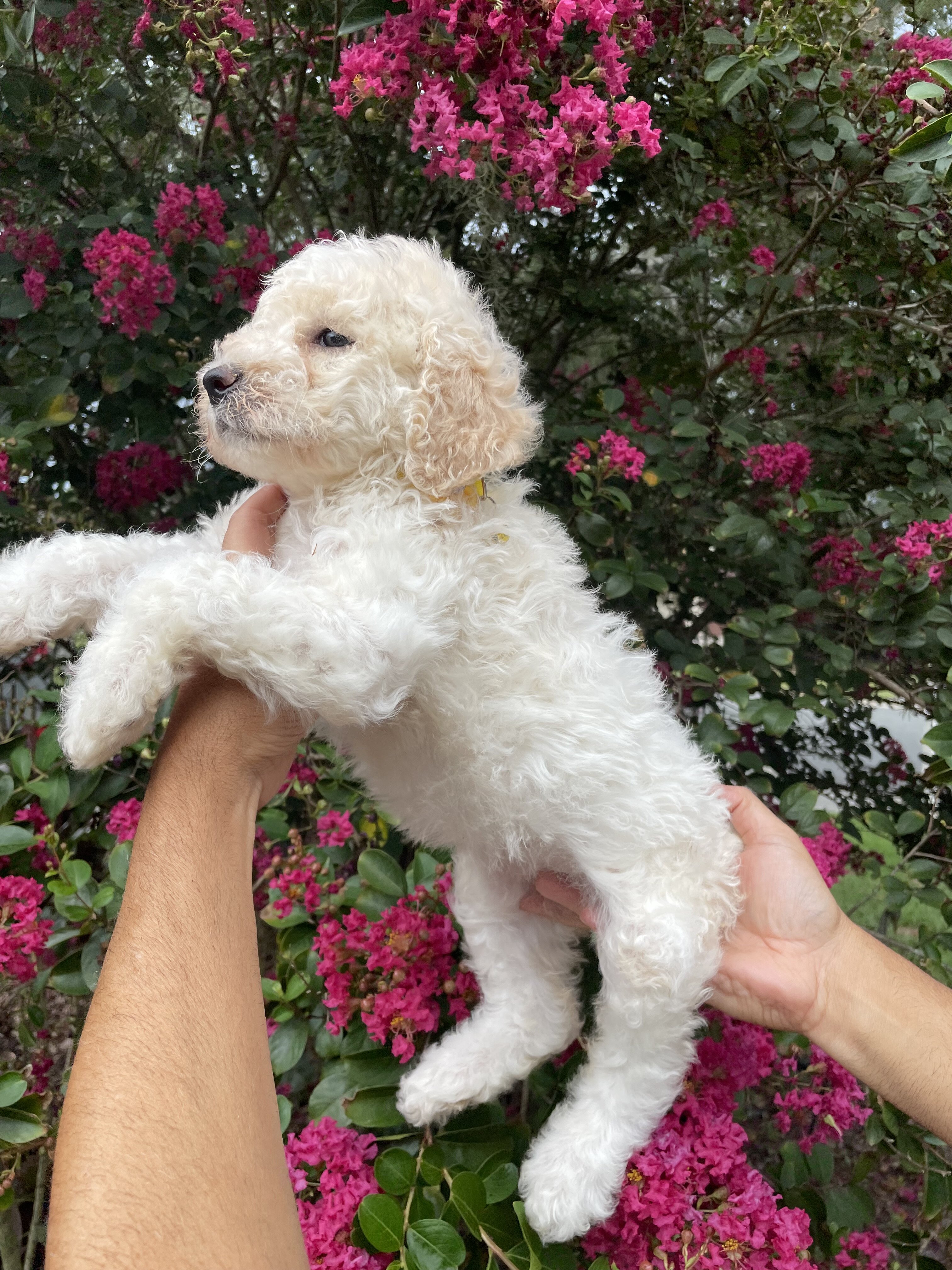 F3 Goldendoodles teddy bear look image 8