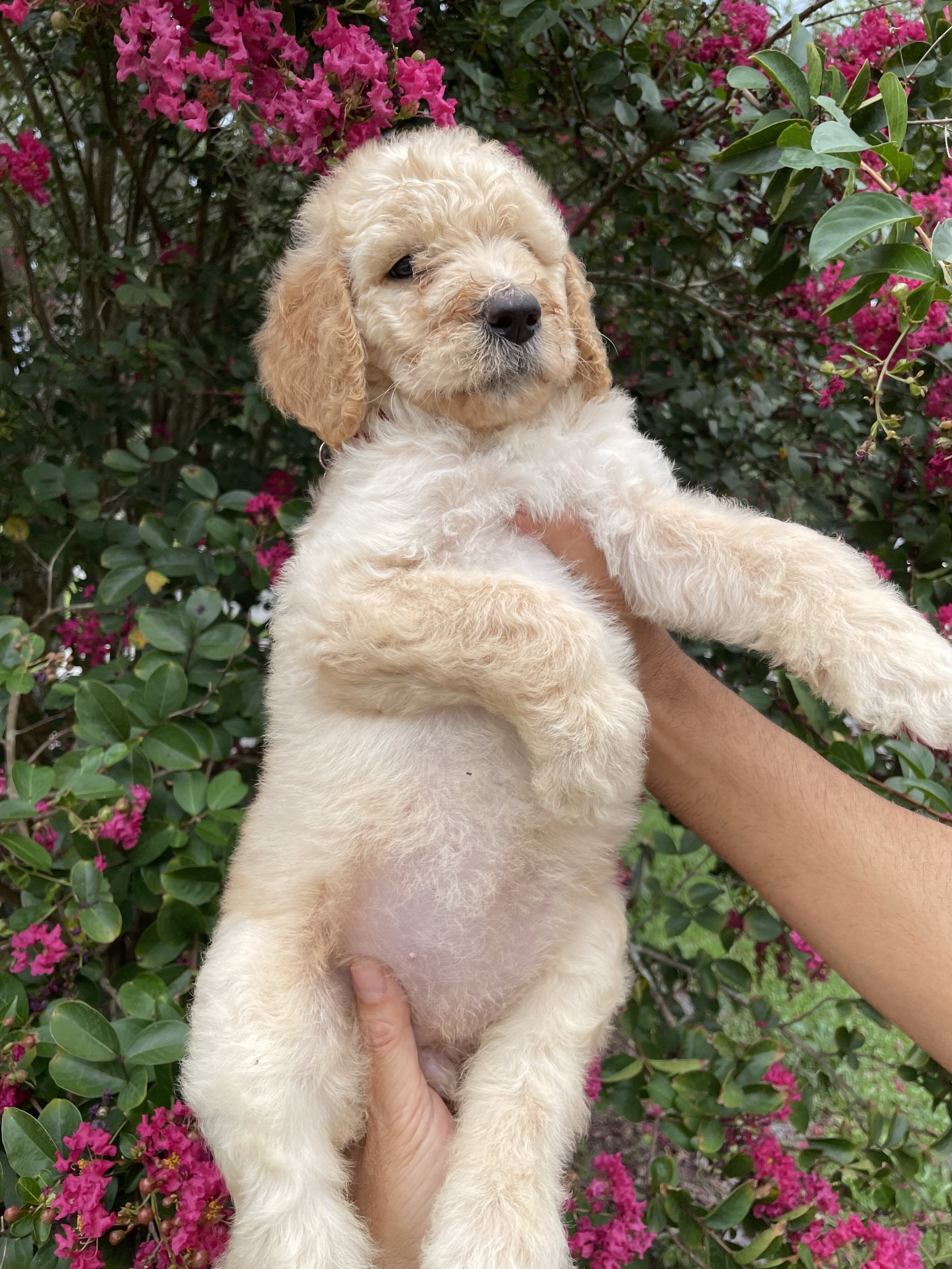 F3 Goldendoodles teddy bear look image 7