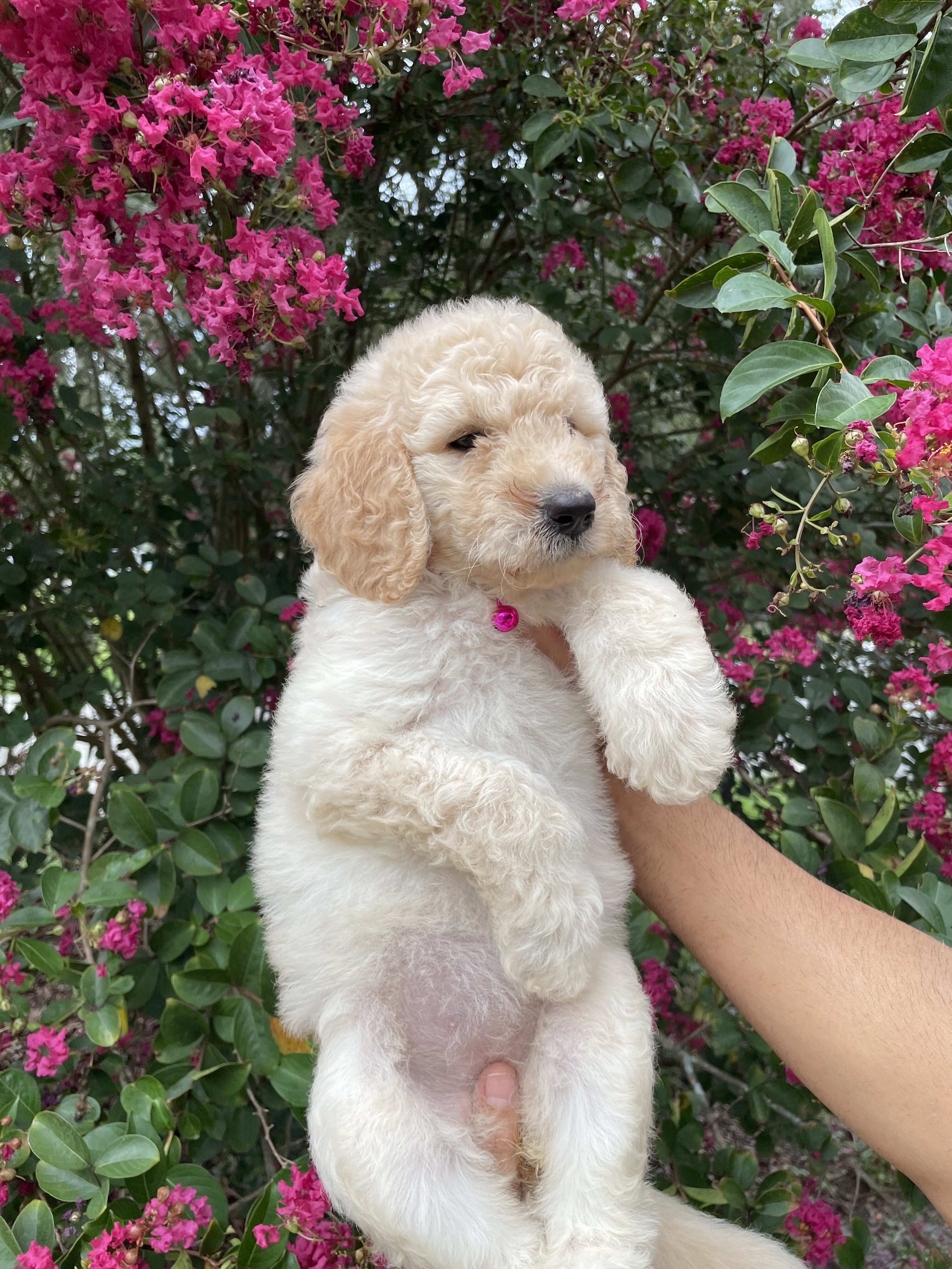 F3 Goldendoodles teddy bear look image 6