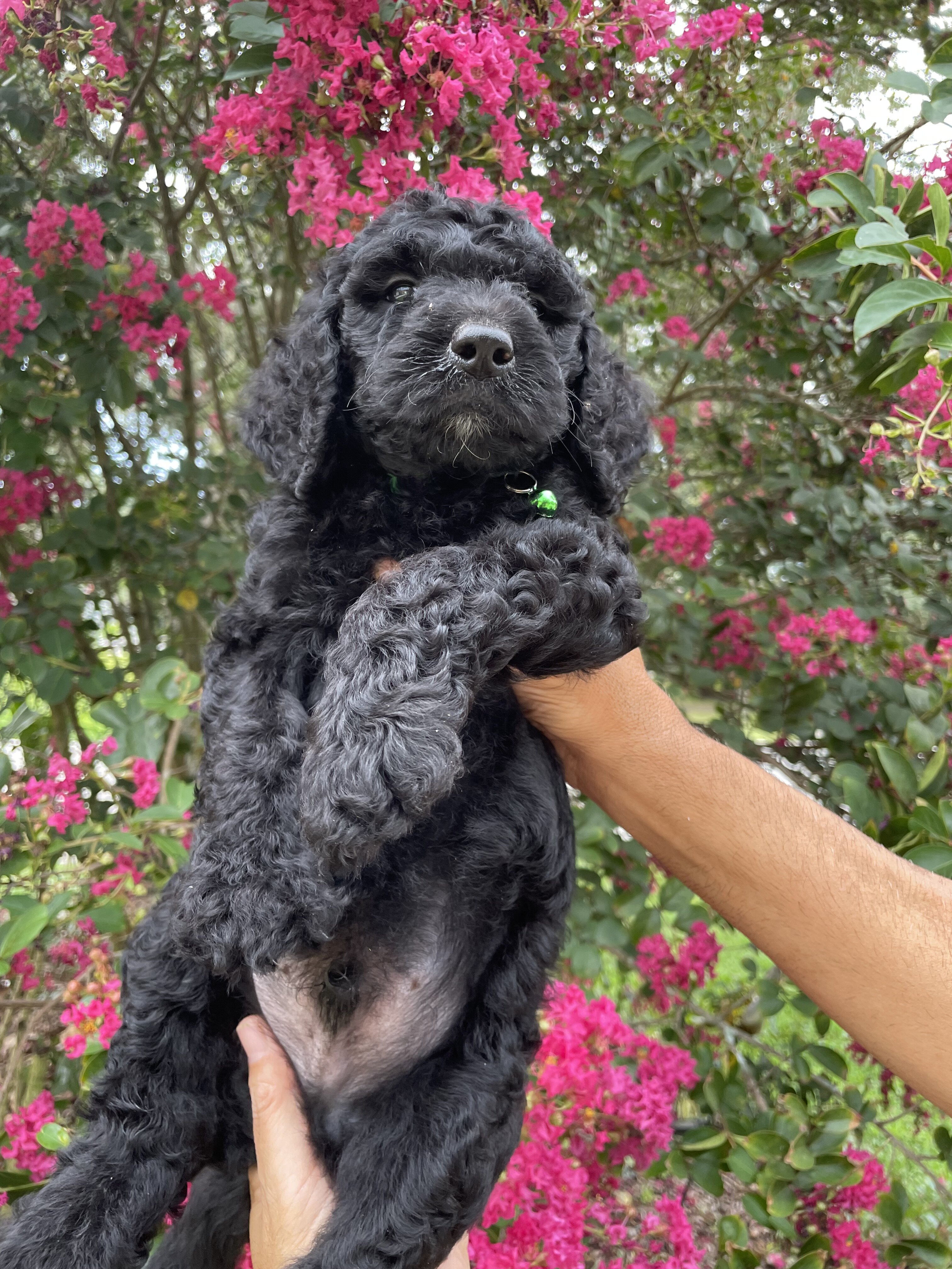 F3 Goldendoodles teddy bear look image 5