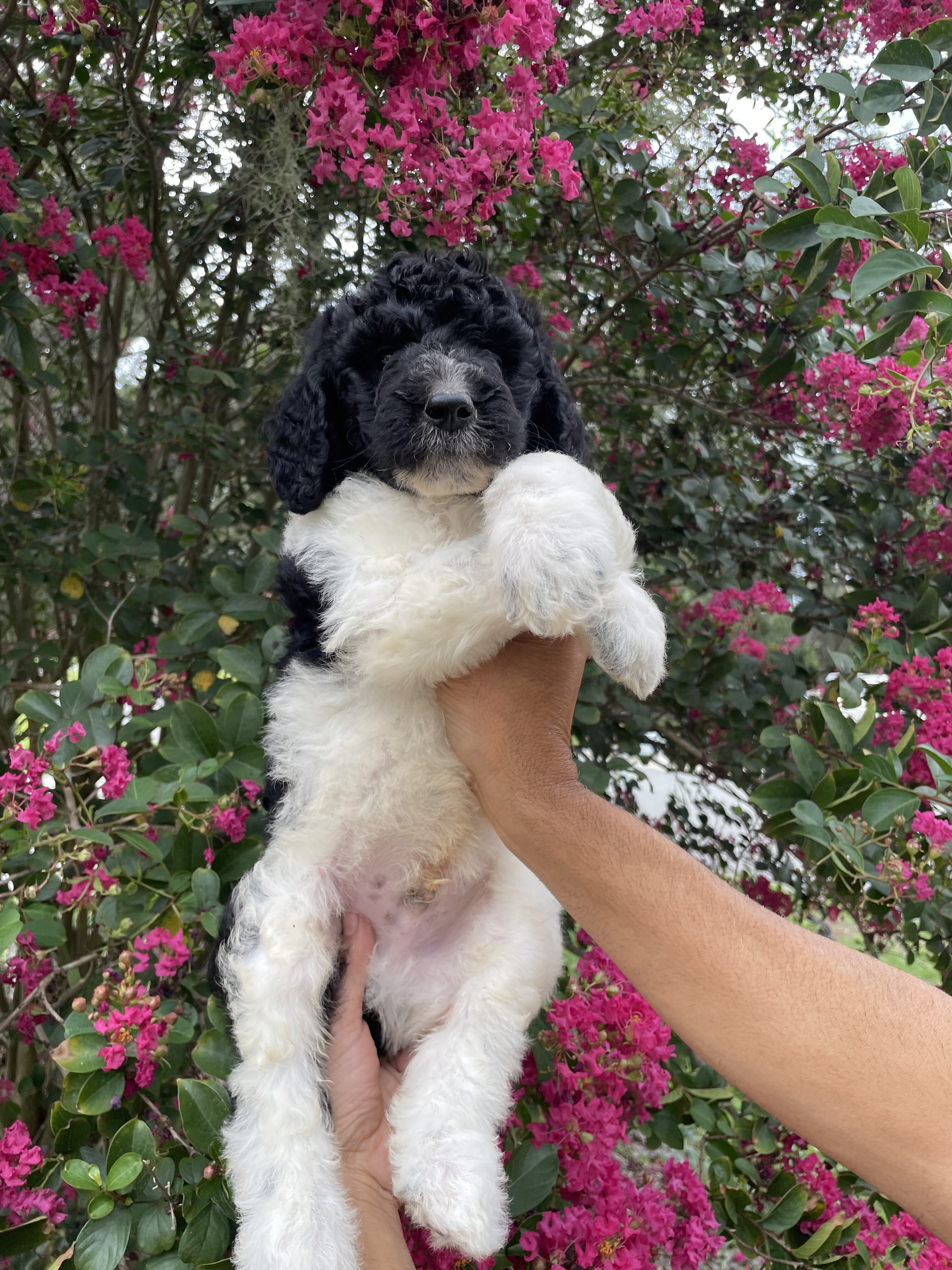 F3 Goldendoodles teddy bear look image 4