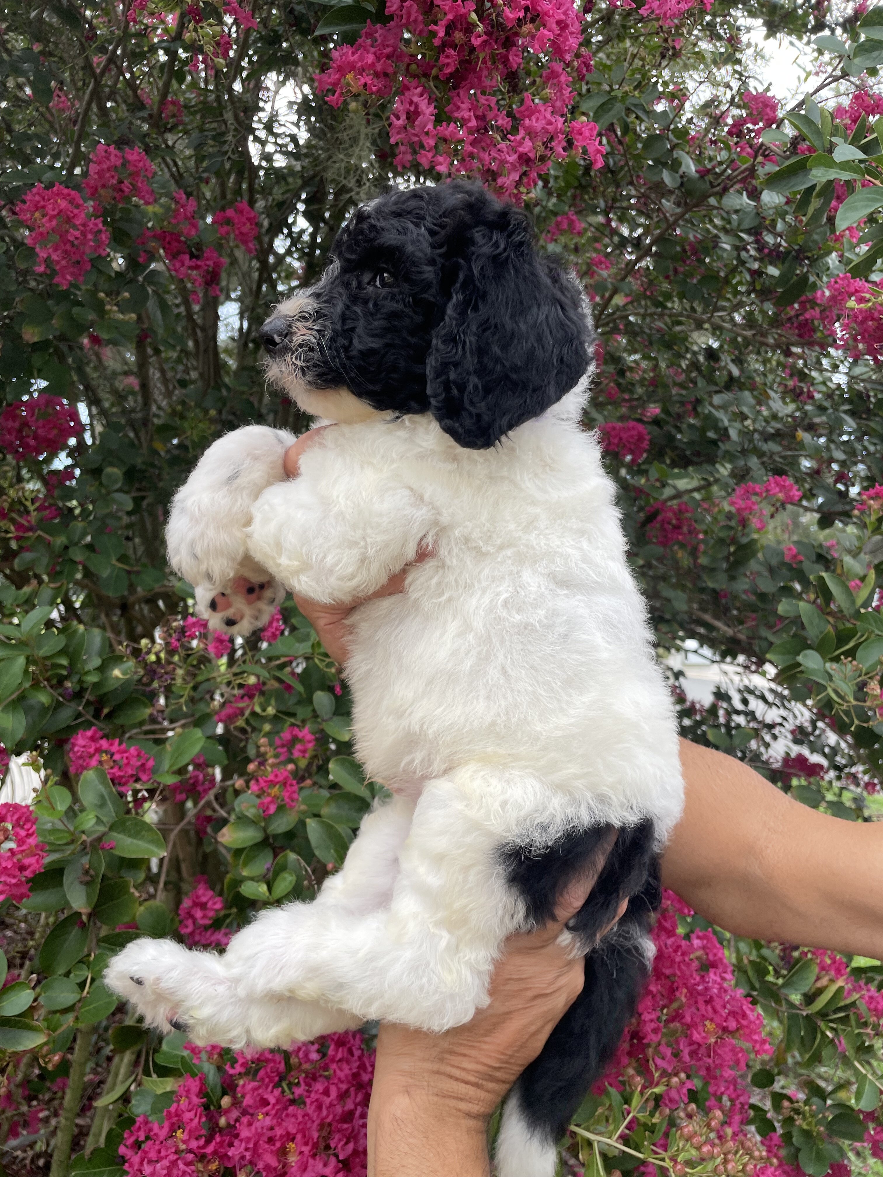 F3 Goldendoodles teddy bear look image 1