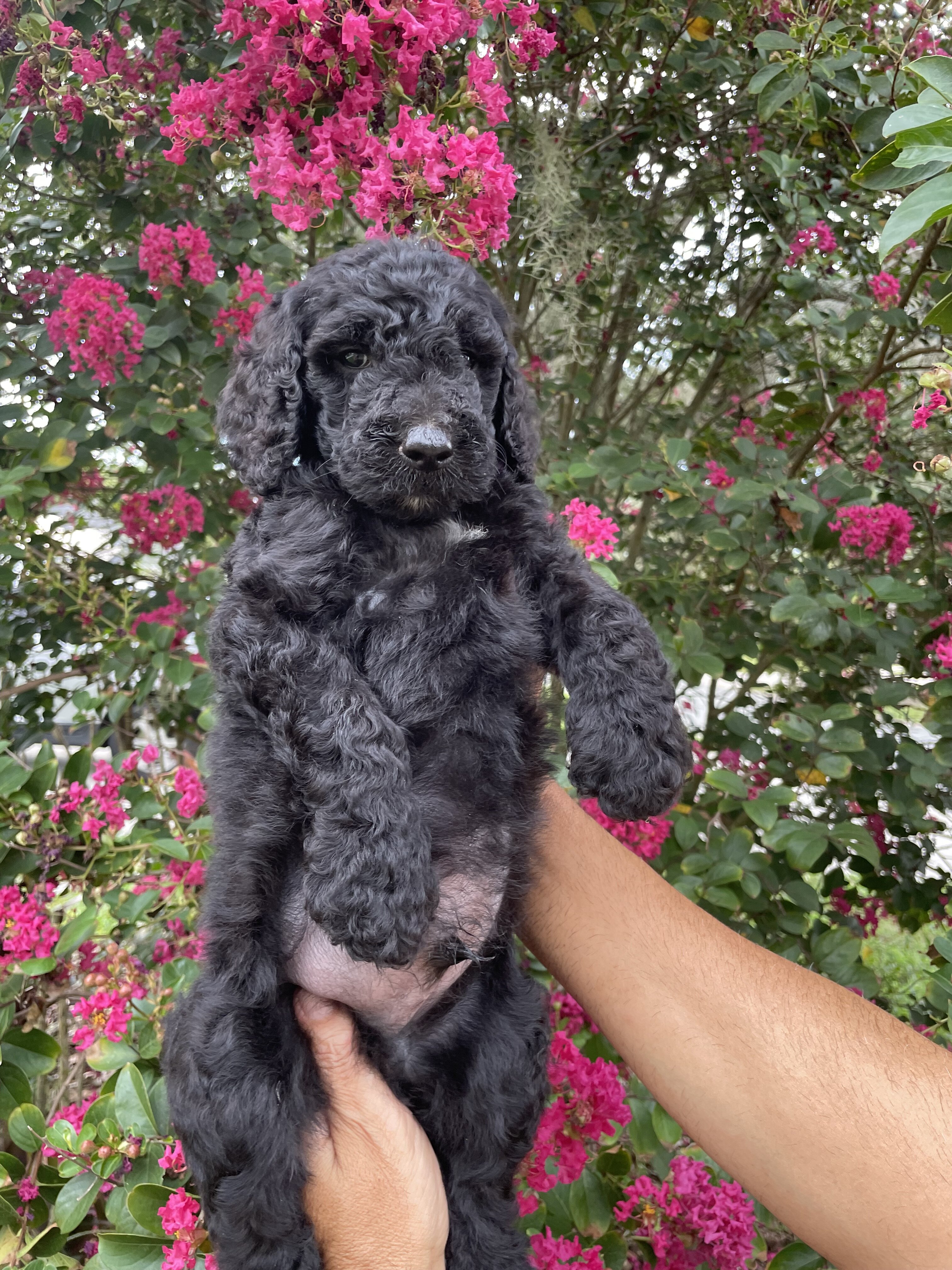 F3 Goldendoodles teddy bear look image 2