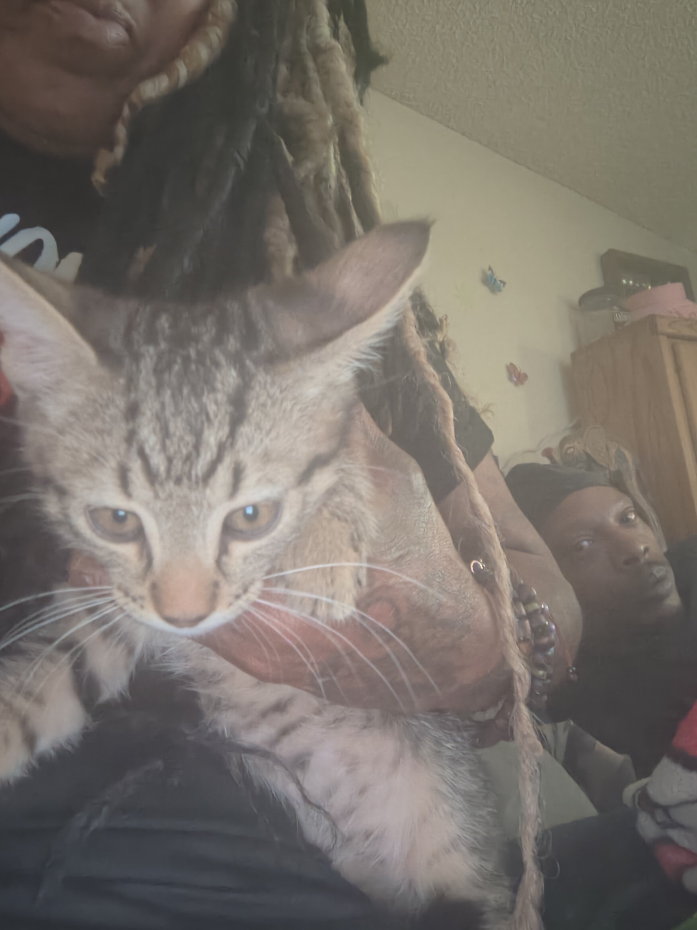 Kittens image 3