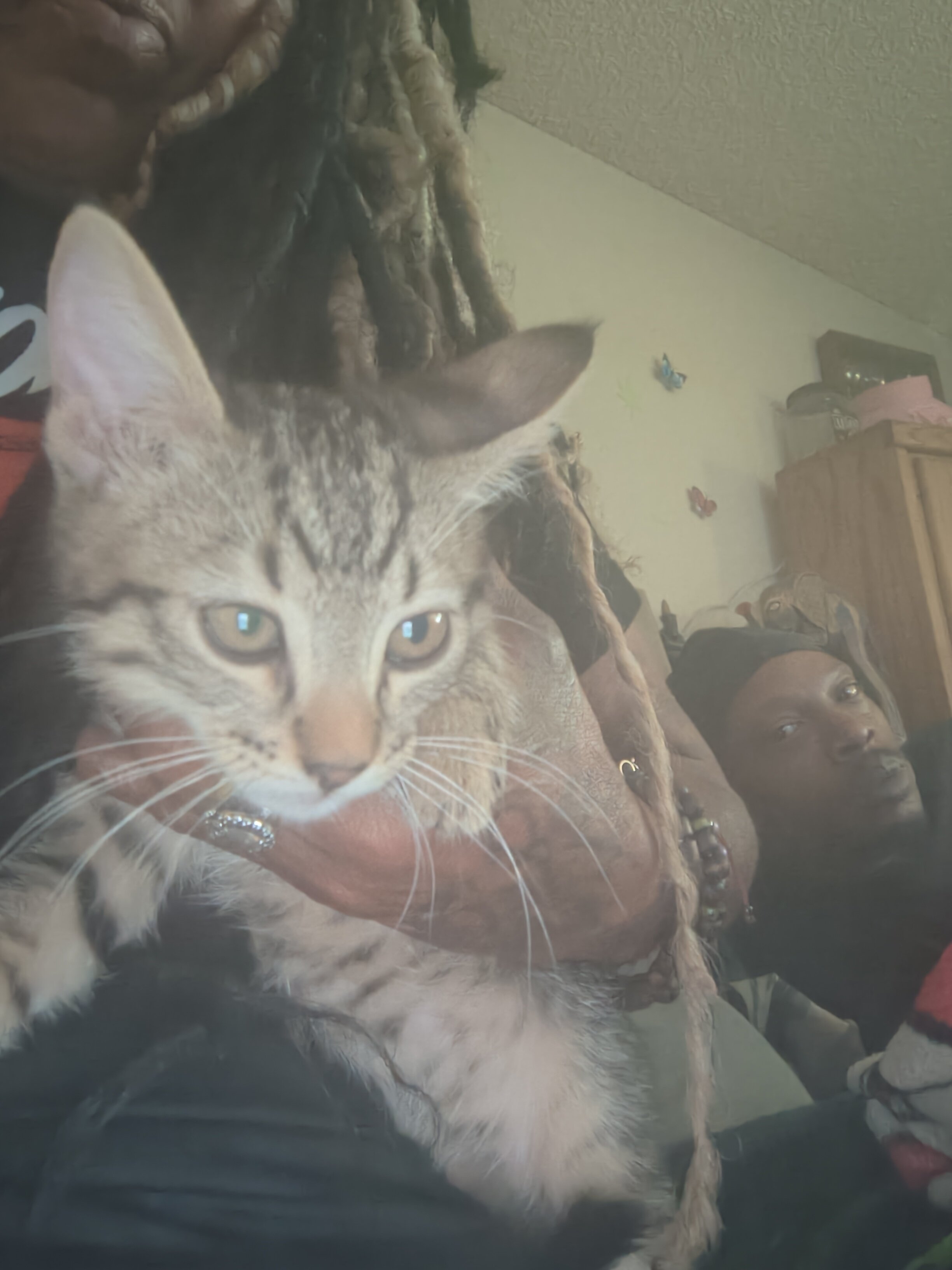 Kittens image 1