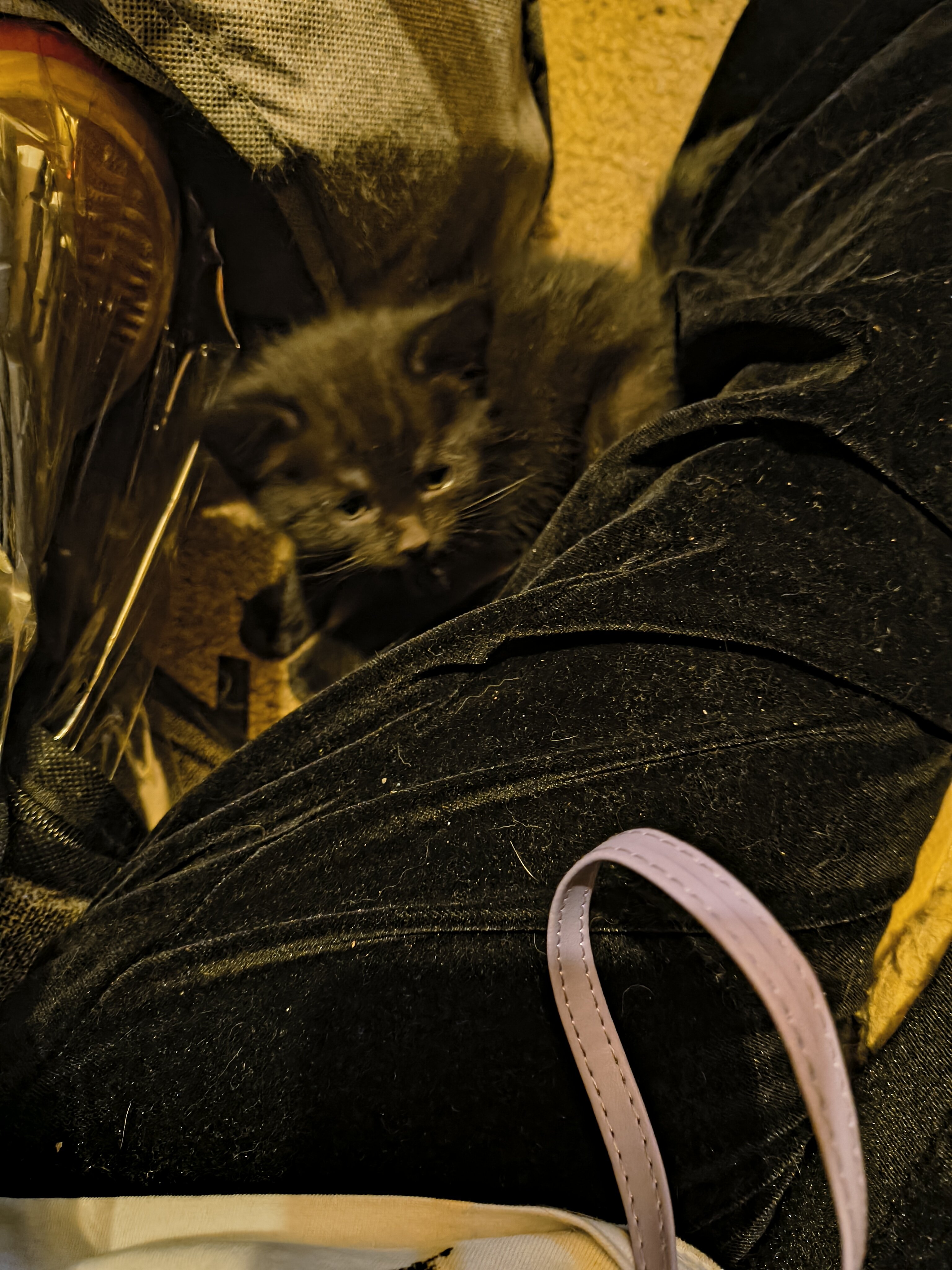 Kittens image 2