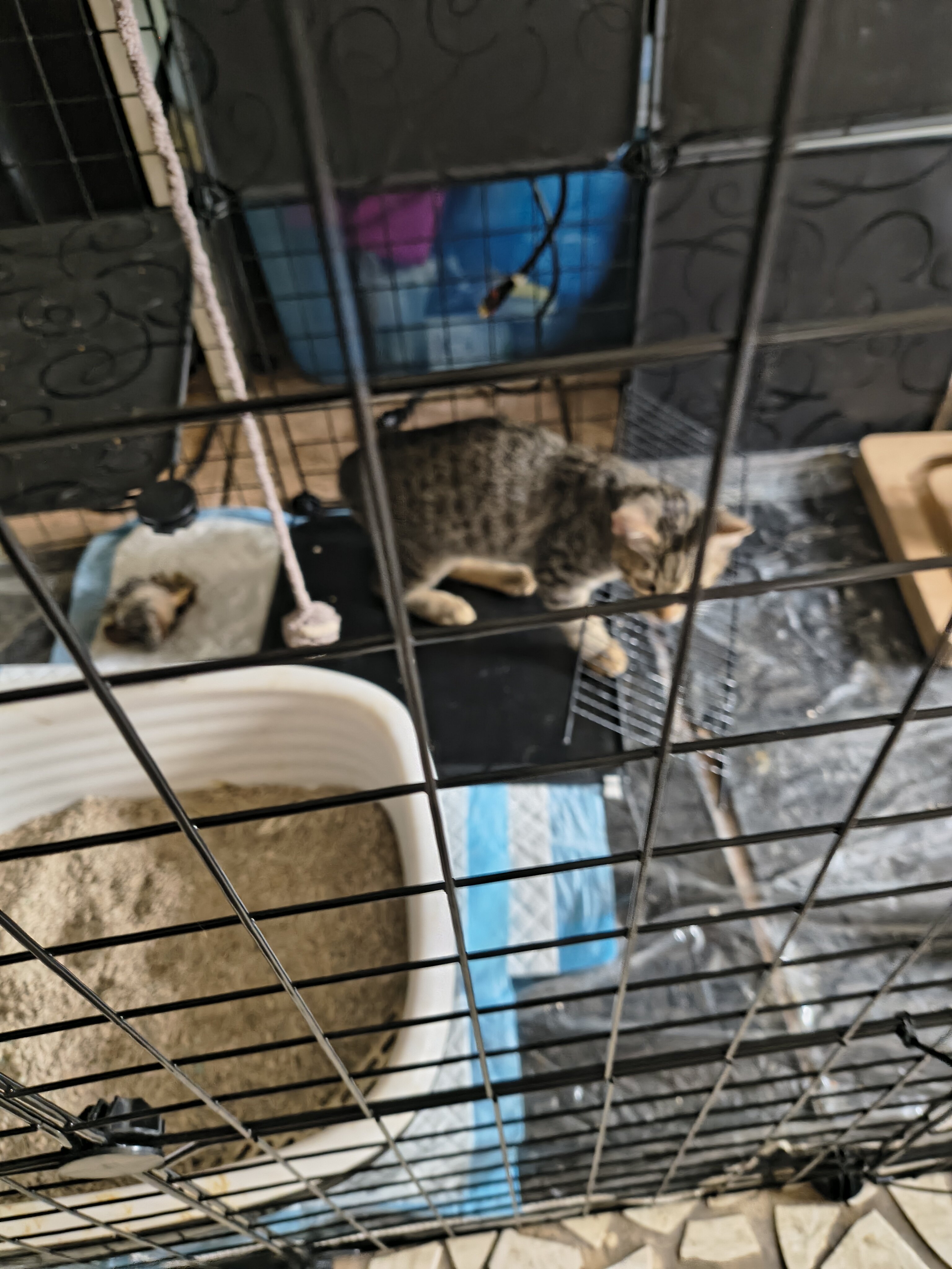 Kittens image 6
