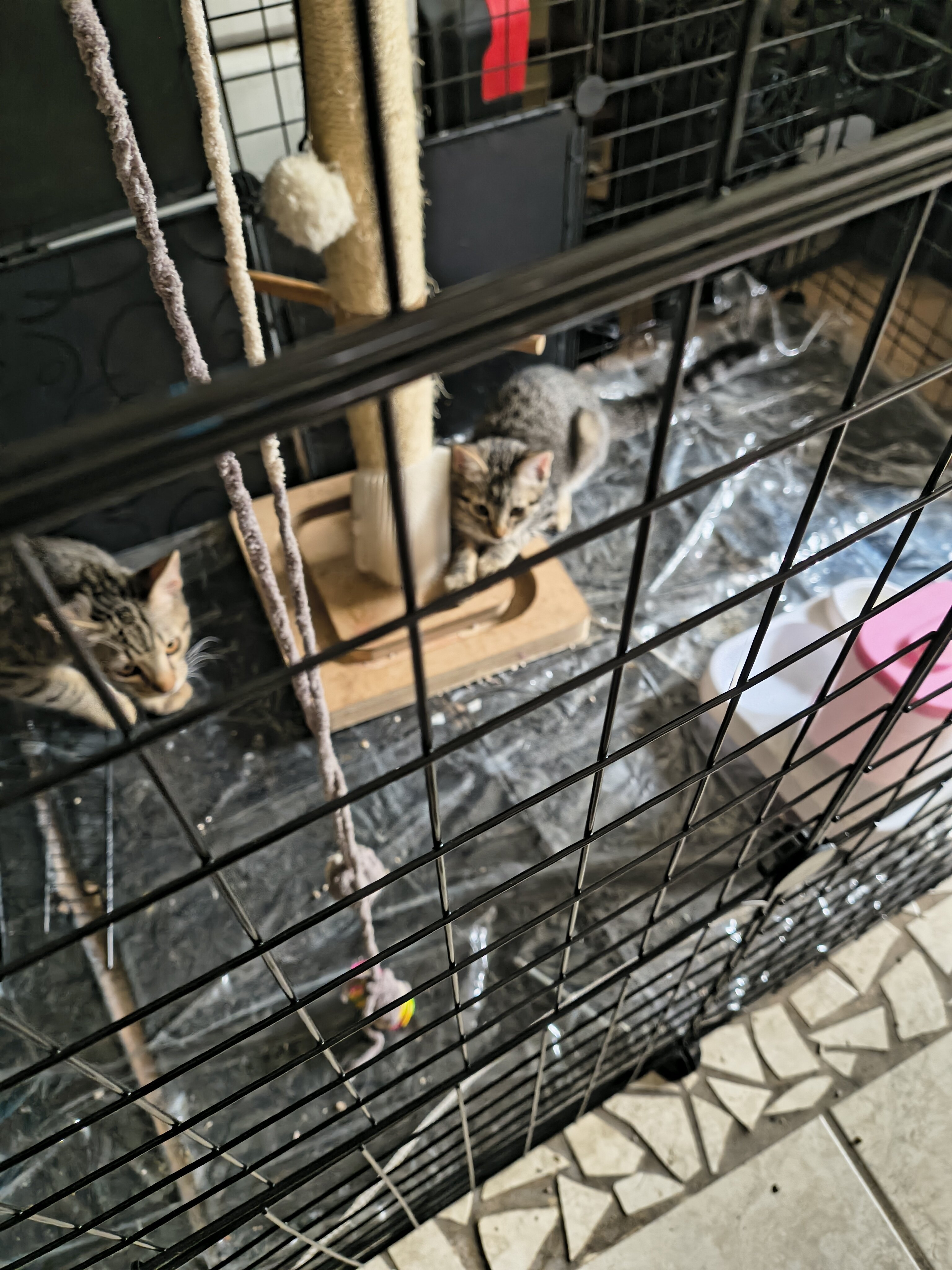 Kittens image 4