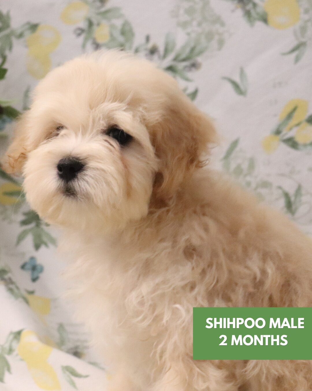 2 Shihpoo Male Puppies (2 Months) $2000 Each image 1