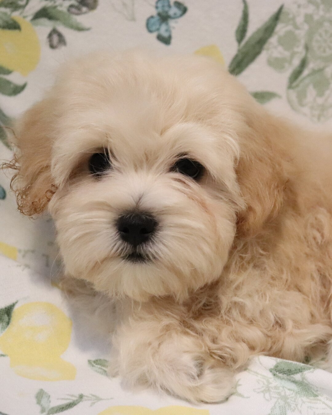 2 Shihpoo Male Puppies (2 Months) $2000 Each image 3