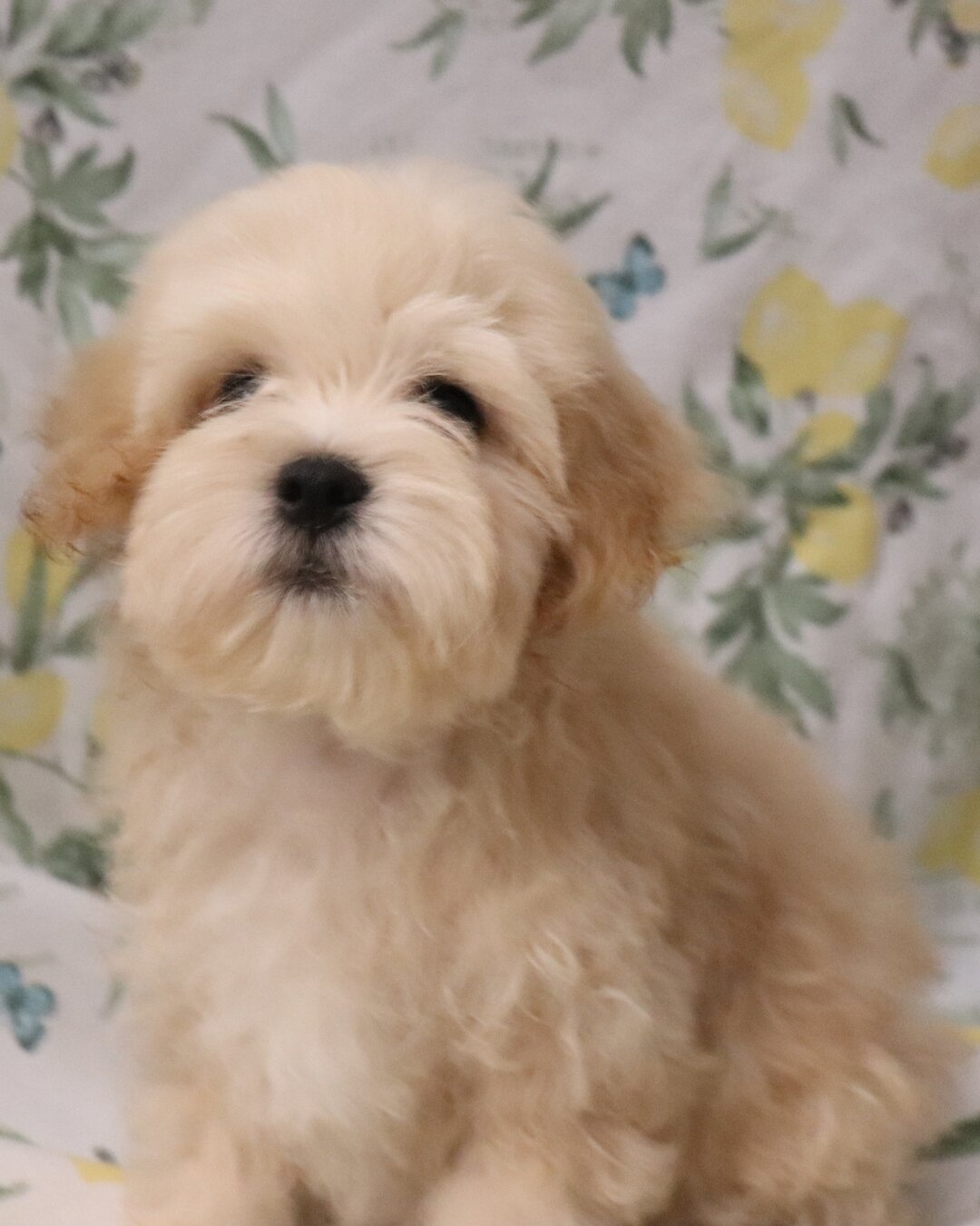 2 Shihpoo Male Puppies (2 Months) $2000 Each image 2
