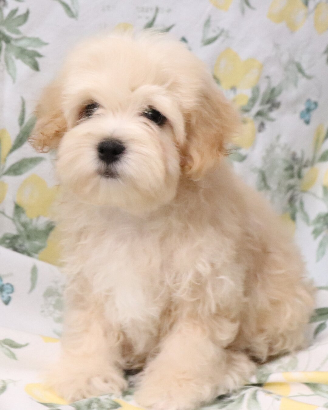 2 Shihpoo Male Puppies (2 Months) $2000 Each image 4