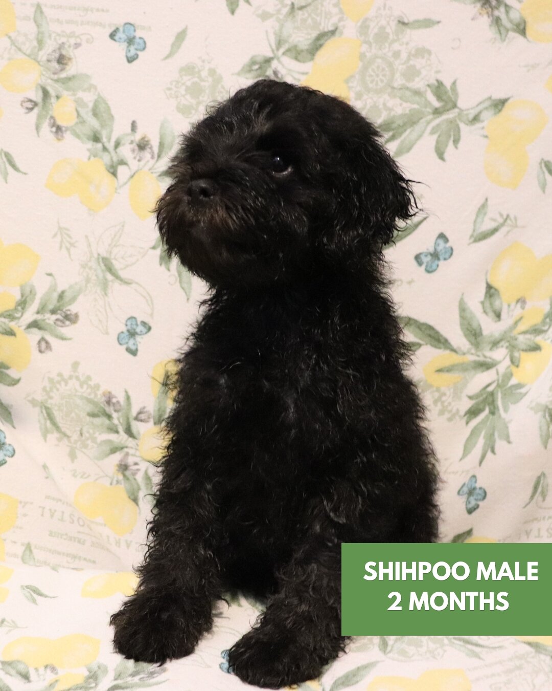 2 Shihpoo Male Puppies (2 Months) $2000 Each image 5