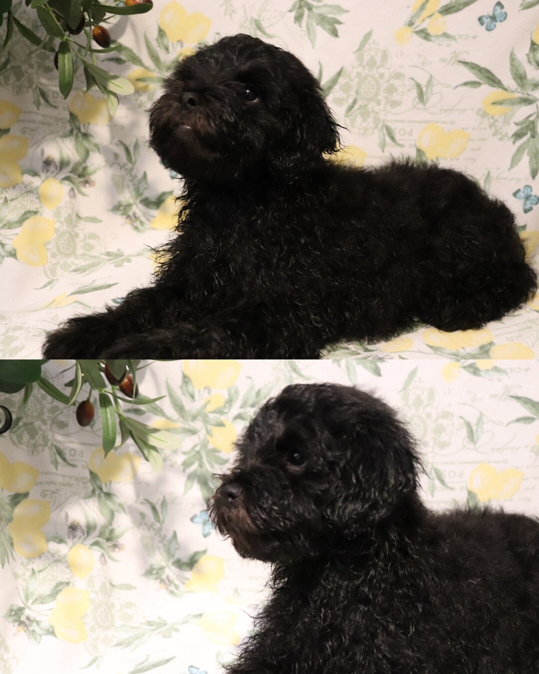 2 Shihpoo Male Puppies (2 Months) $2000 Each image 6