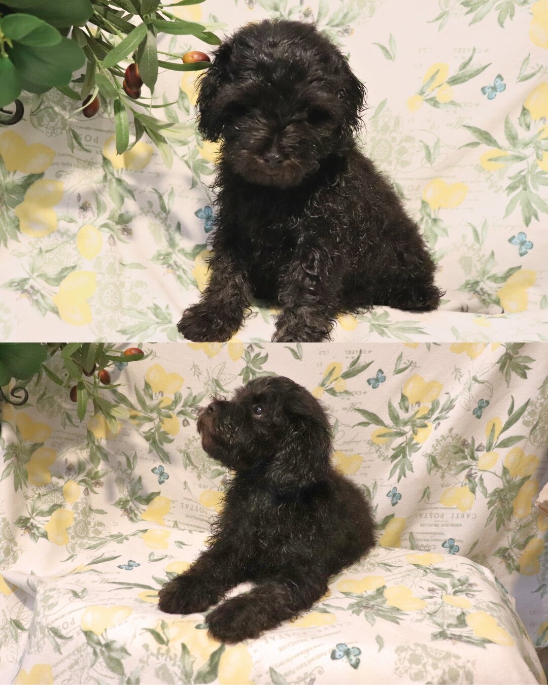2 Shihpoo Male Puppies (2 Months) $2000 Each image 7