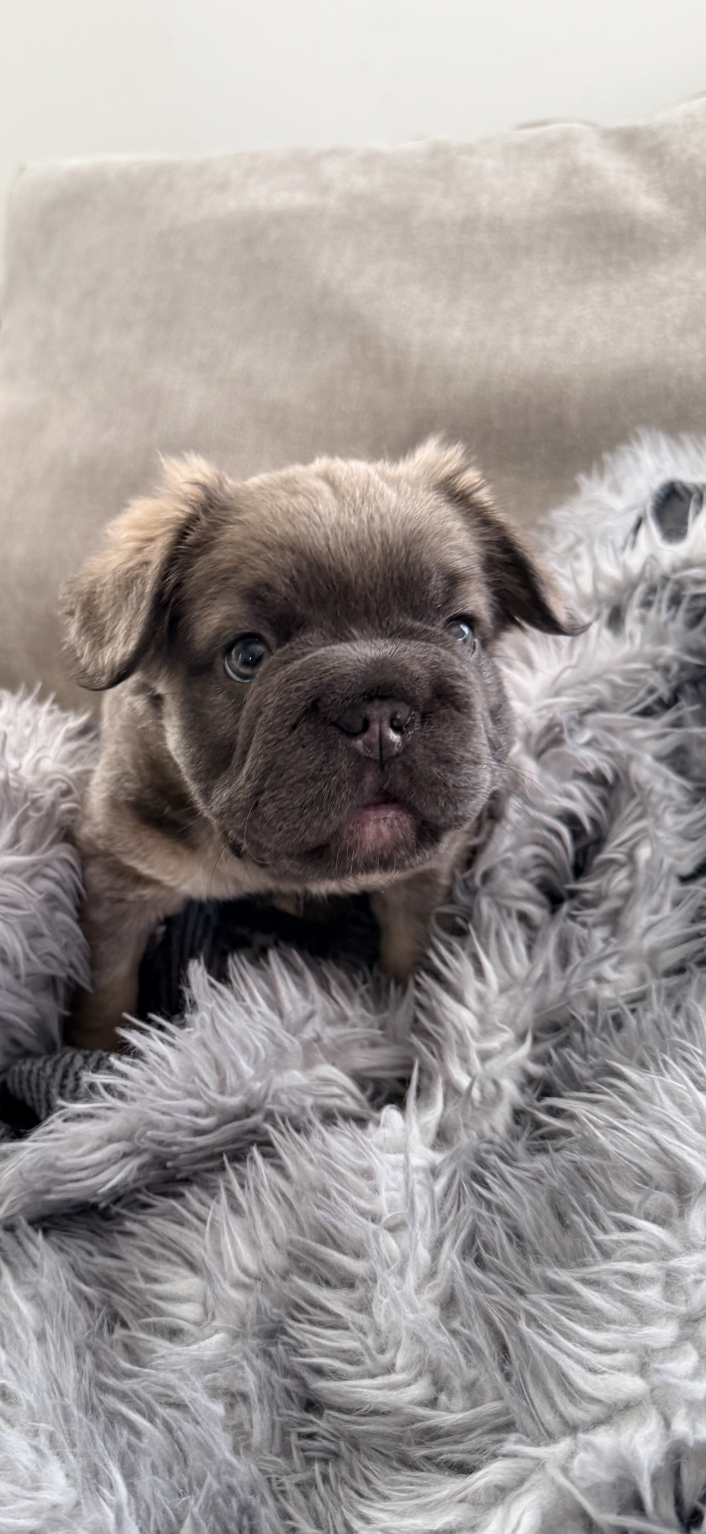 french bulldog image 3