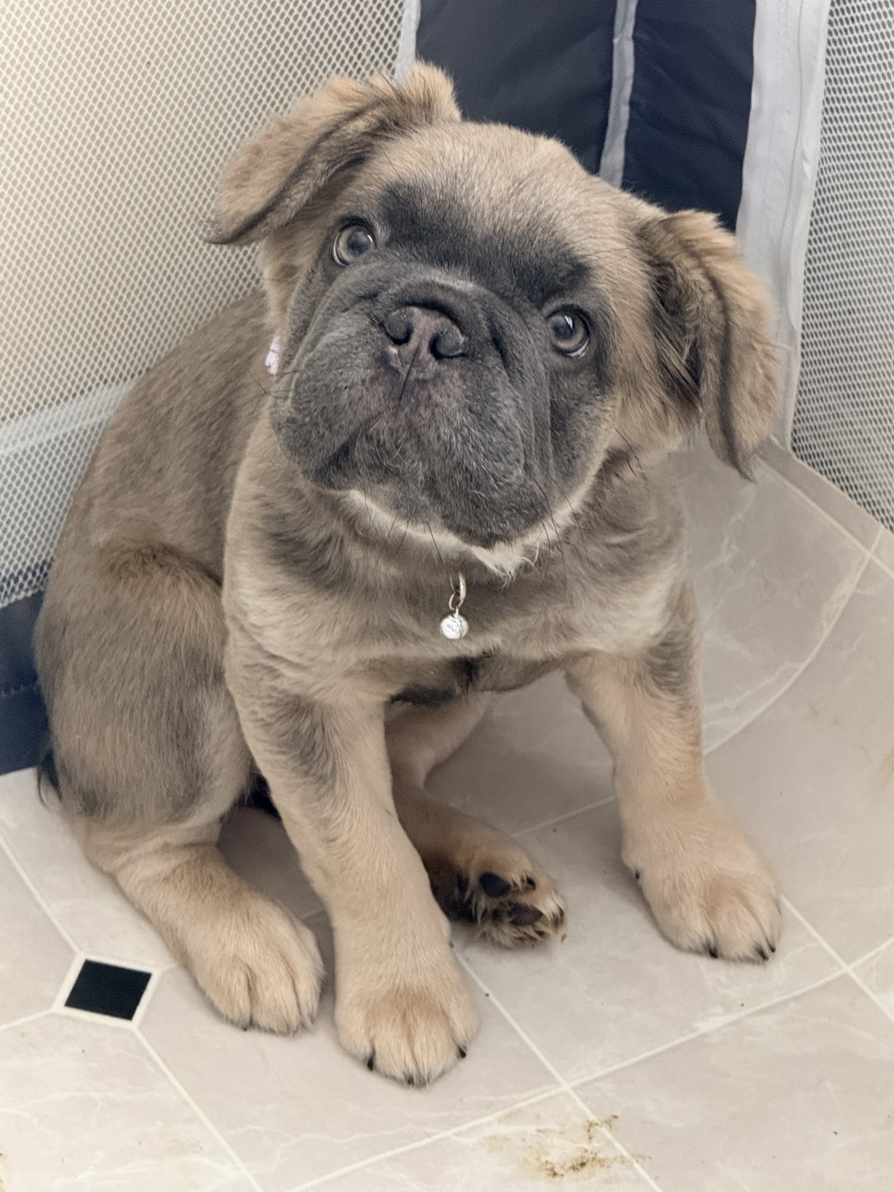 french bulldog image 2