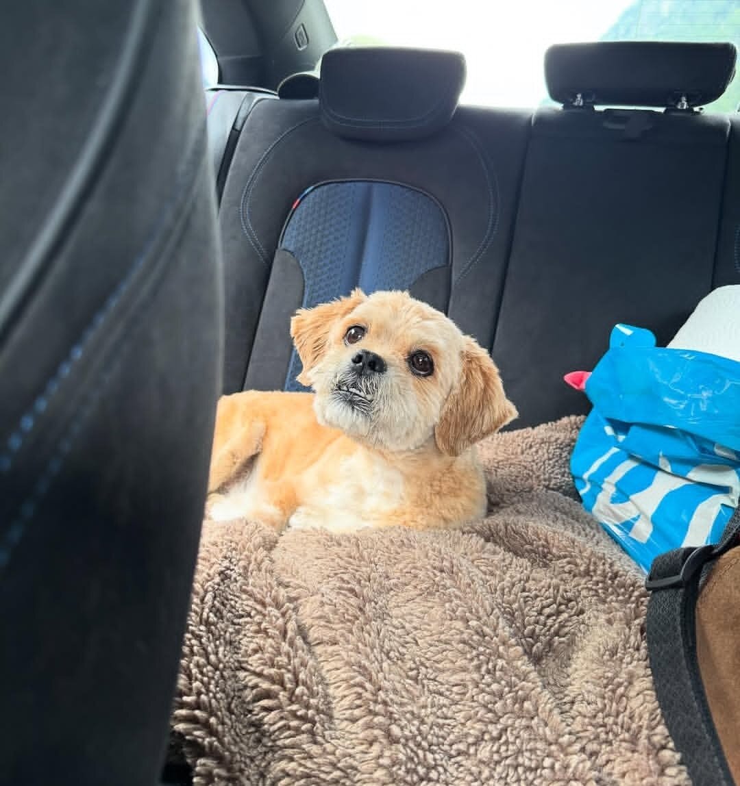 Beautiful Lhasa Apso boy available image 4