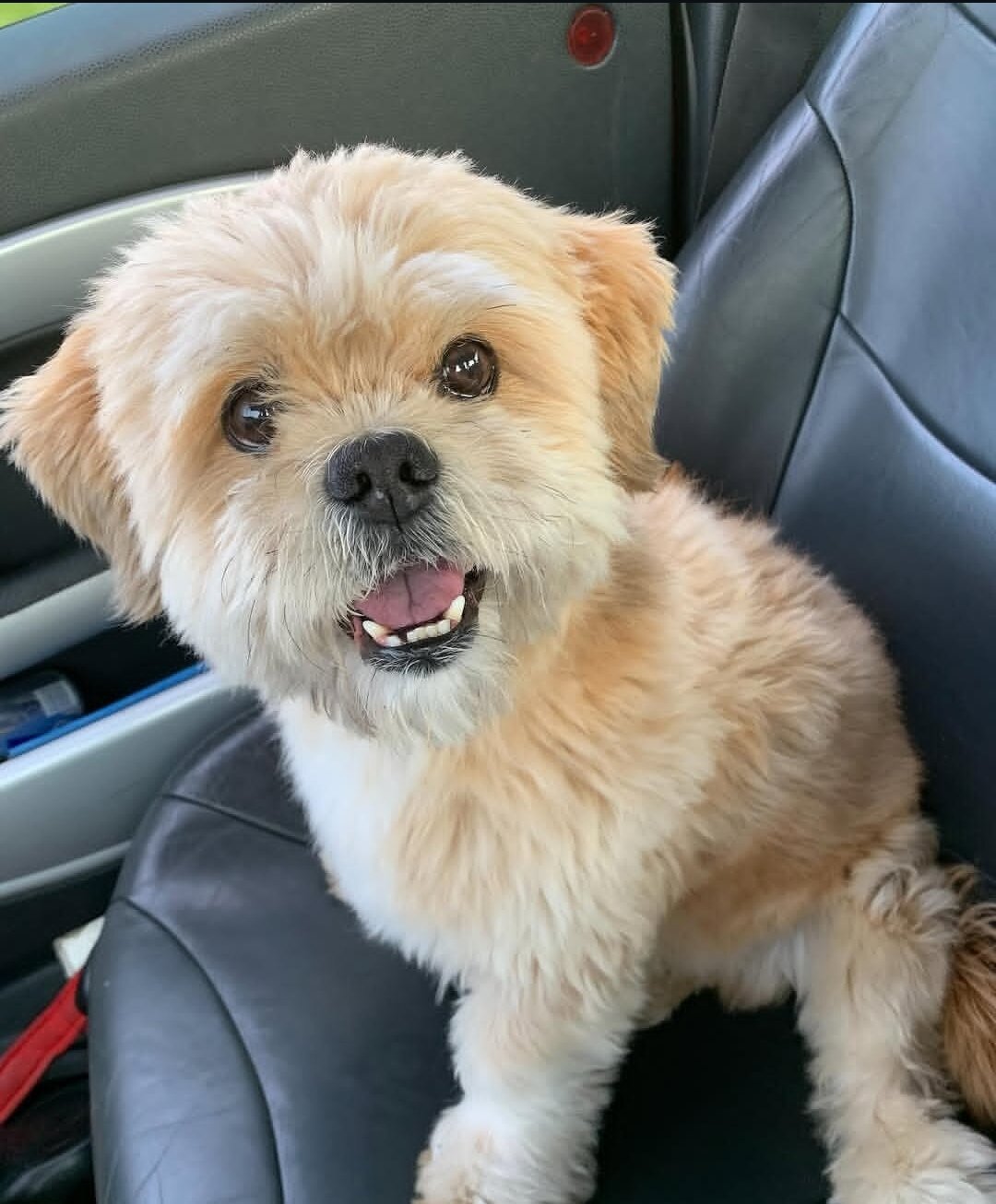 Beautiful Lhasa Apso boy available image 1