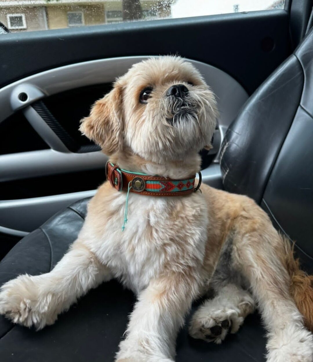 Beautiful Lhasa Apso boy available image 3