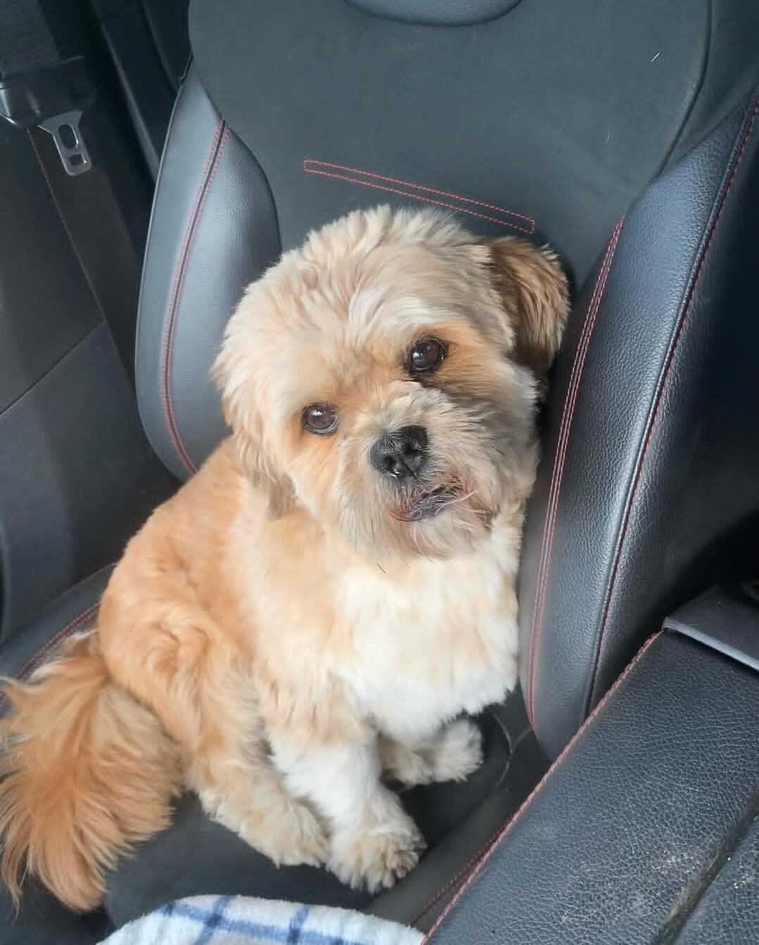 Beautiful Lhasa Apso boy available image 5