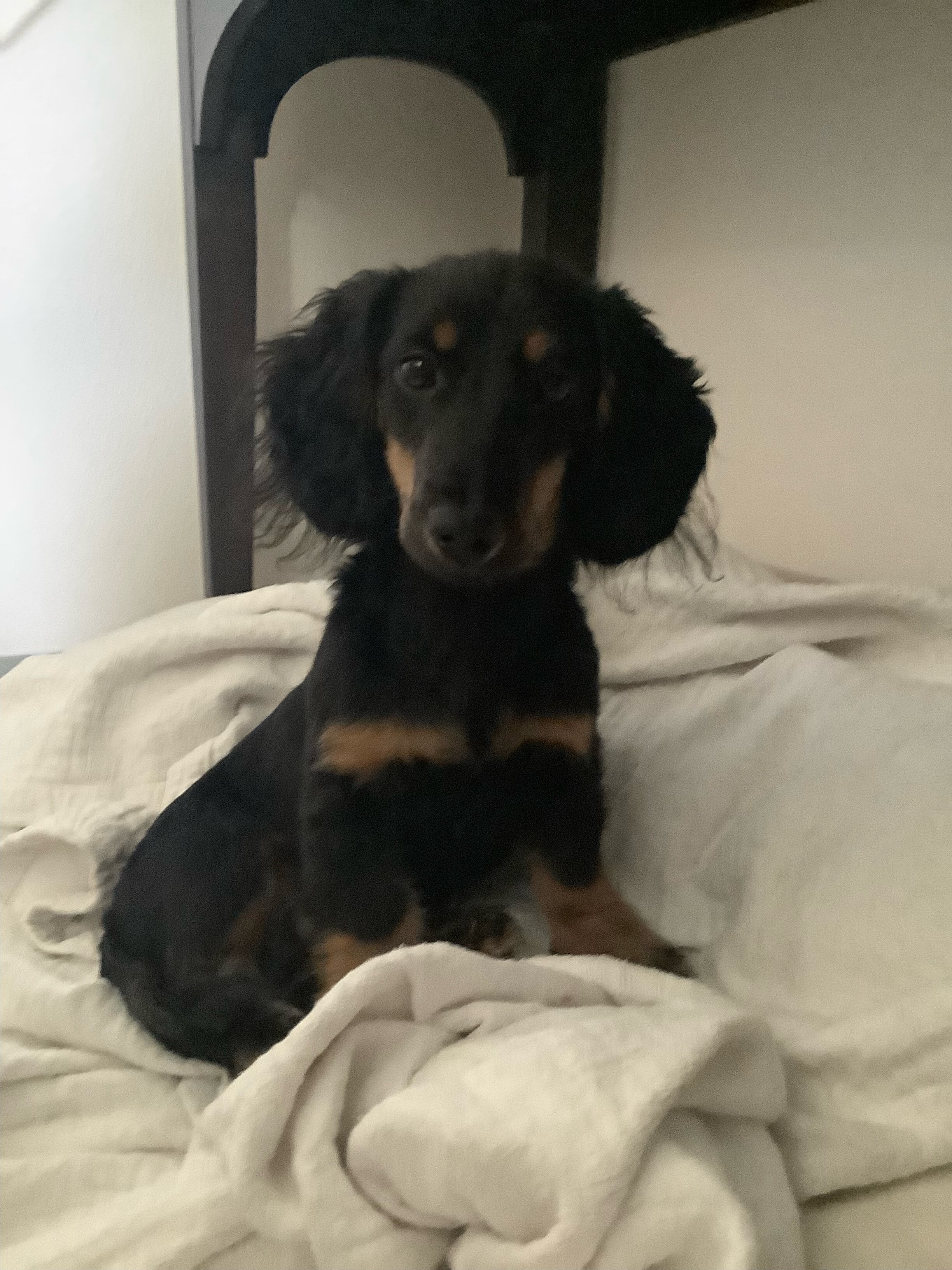 Mini Male Dachshund image 4