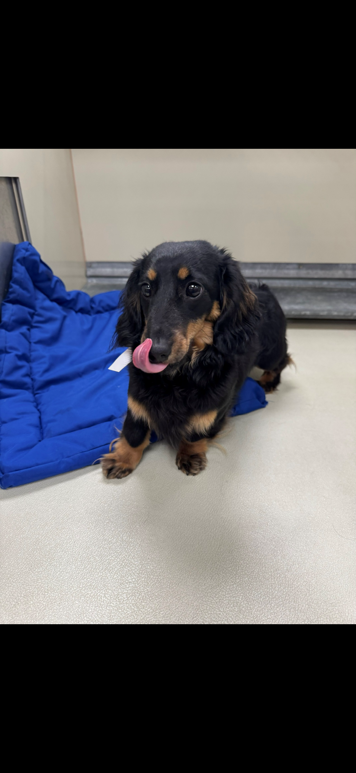 Mini Male Dachshund image 1