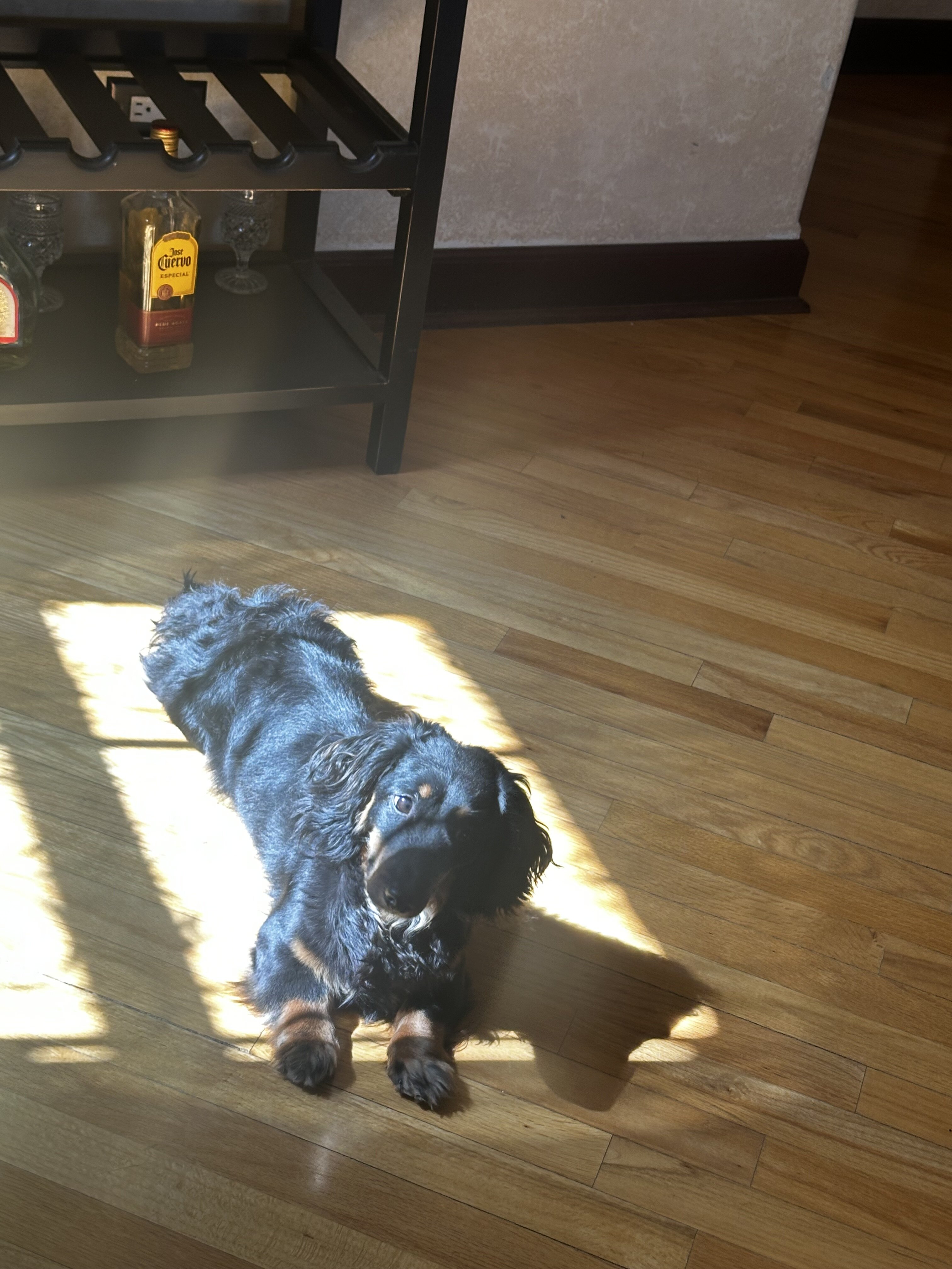 Mini Male Dachshund image 3