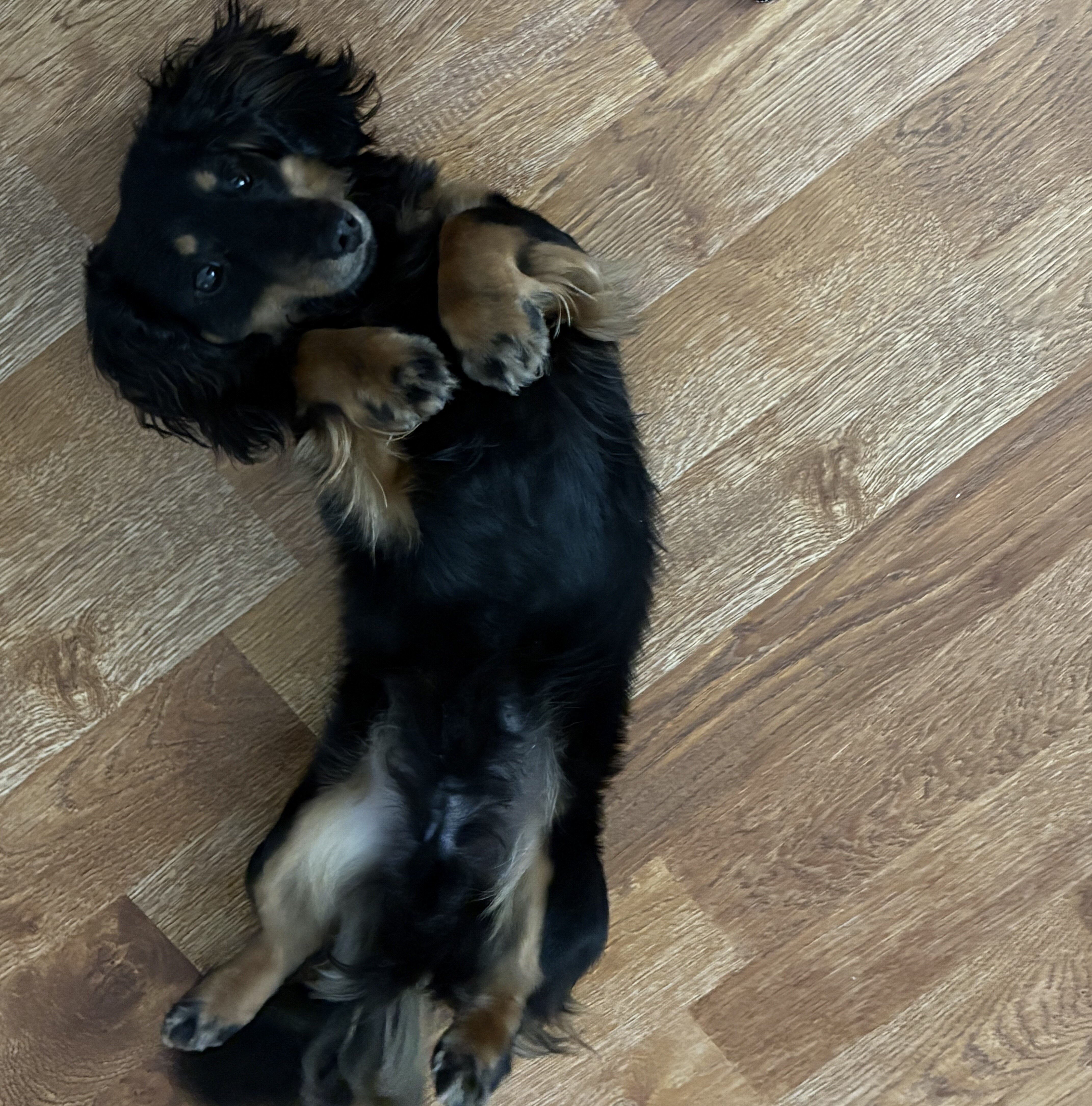 Mini Male Dachshund image 2
