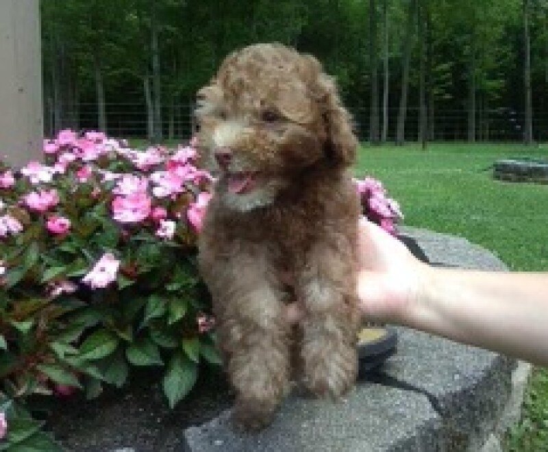 Peanut Male Mini Poodle image 2