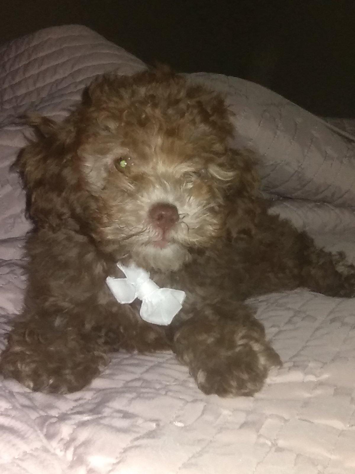 Peanut Male Mini Poodle image 7