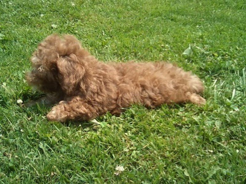 Peanut Male Mini Poodle image 5