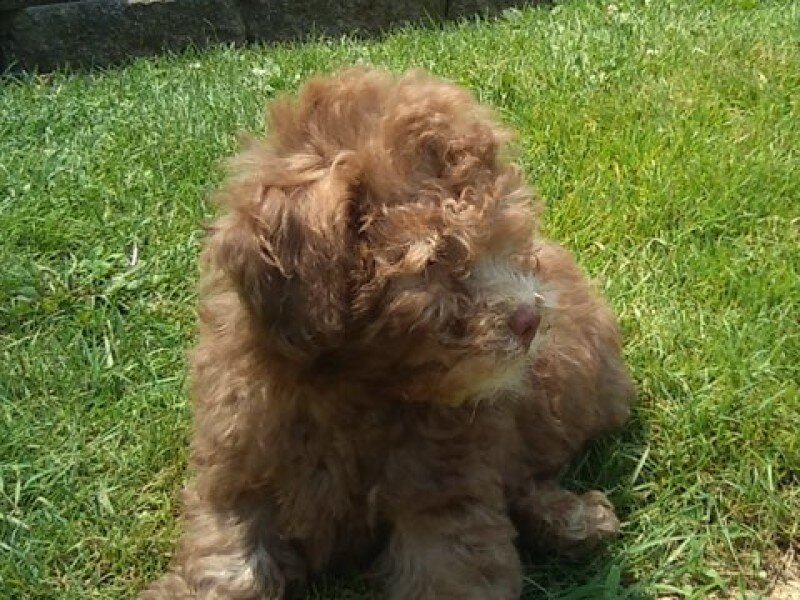 Peanut Male Mini Poodle image 1