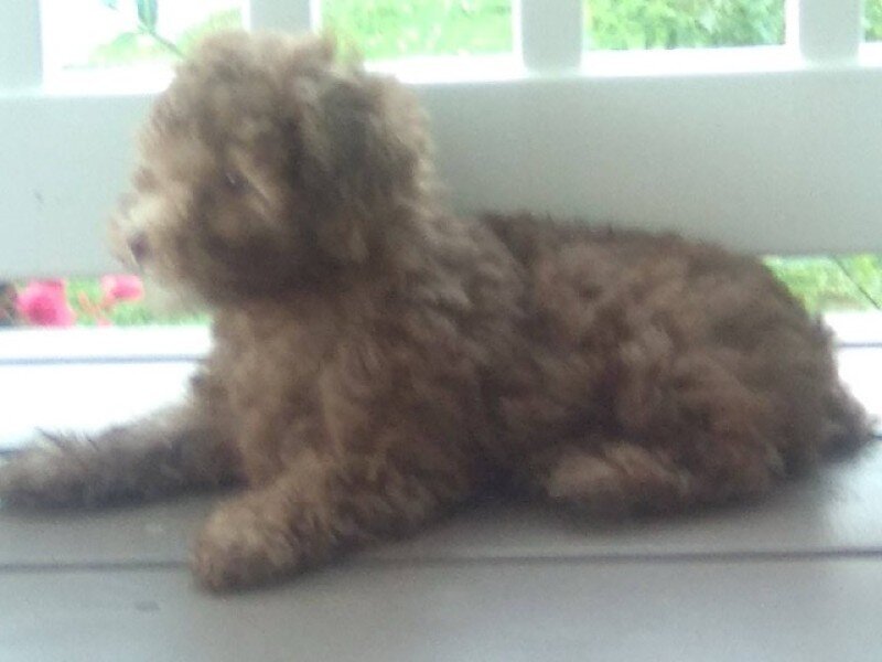 Peanut Male Mini Poodle image 4